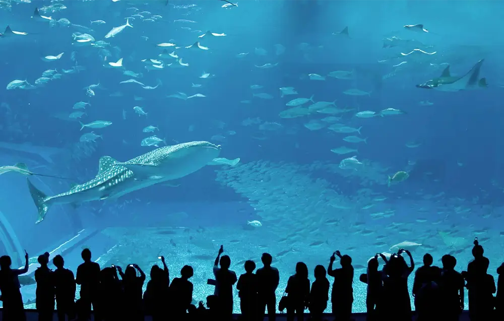 Meeremuseum in Hurghada auf dem ein Walhai, ein Rochen und viele kleine Fische zu sehen sind.